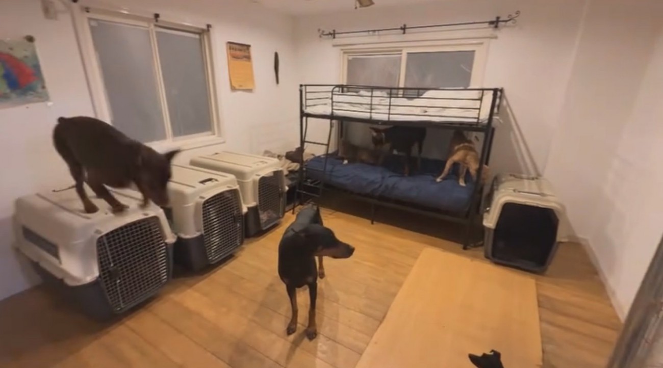 犬部屋