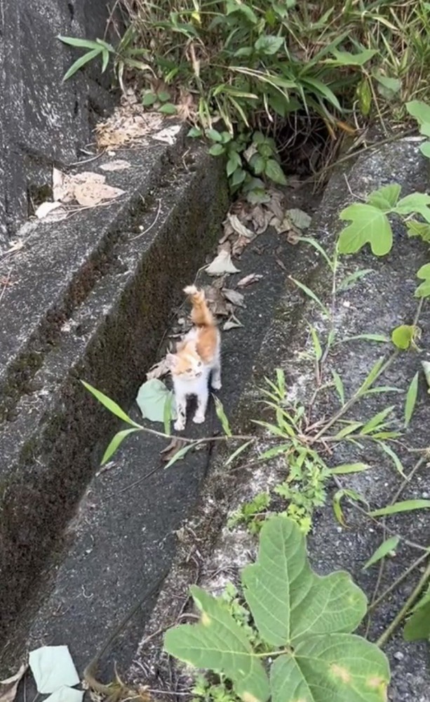 側溝にいる子猫