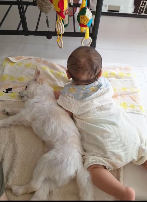 小型犬と赤ちゃん