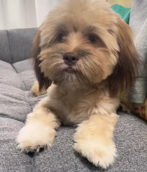 ミックス犬のジョイくん