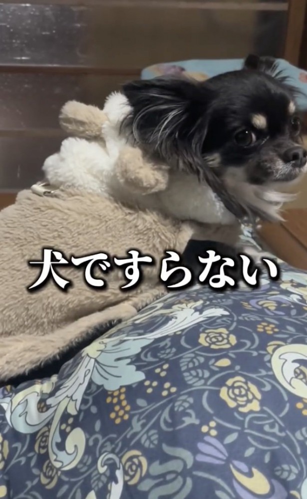 世界最速の動物に…