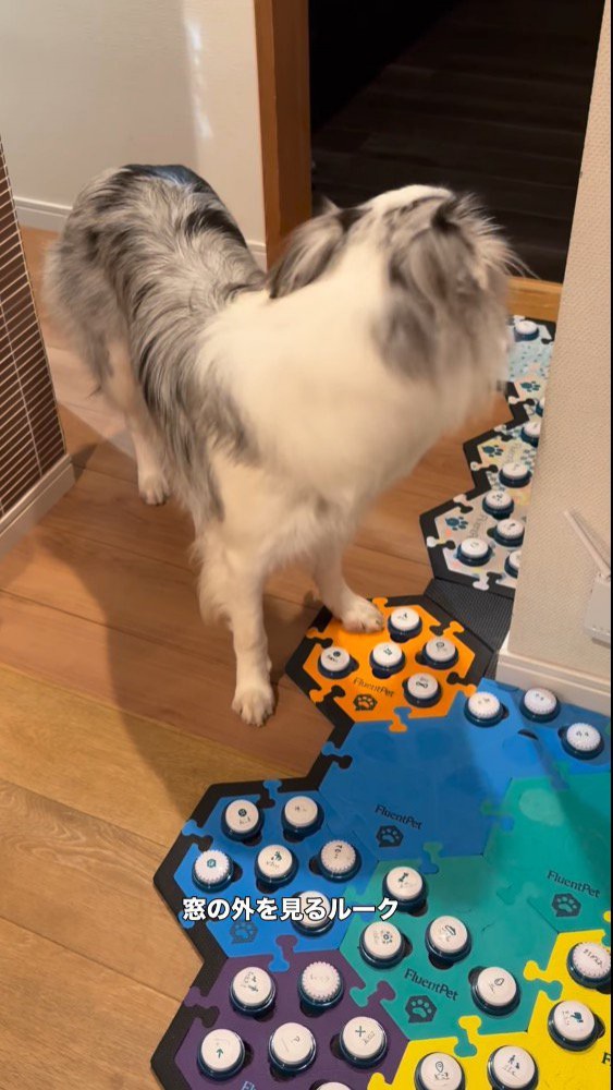 窓をふり返る犬