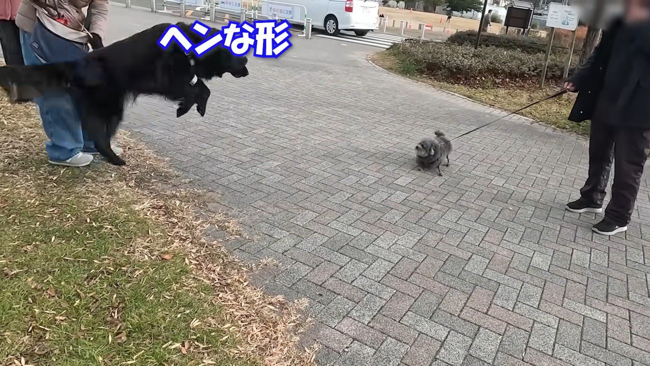 大型犬のナイスリアクション
