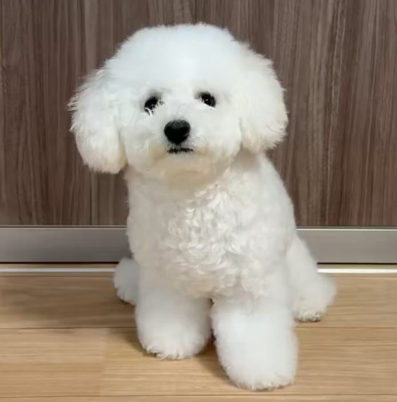 ビションフリーゼ