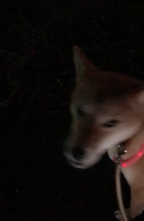 飼い主を振り返る柴犬