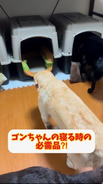 ハウスに入っていくクリーム色の犬と黒い犬