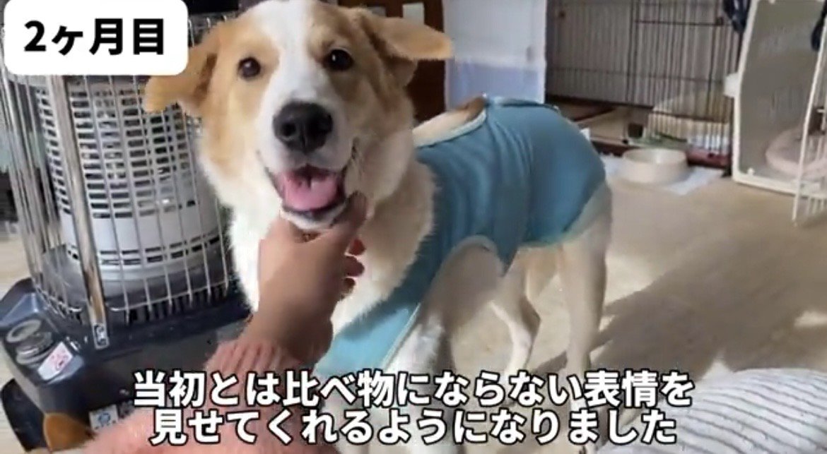 笑顔で撫でられる犬