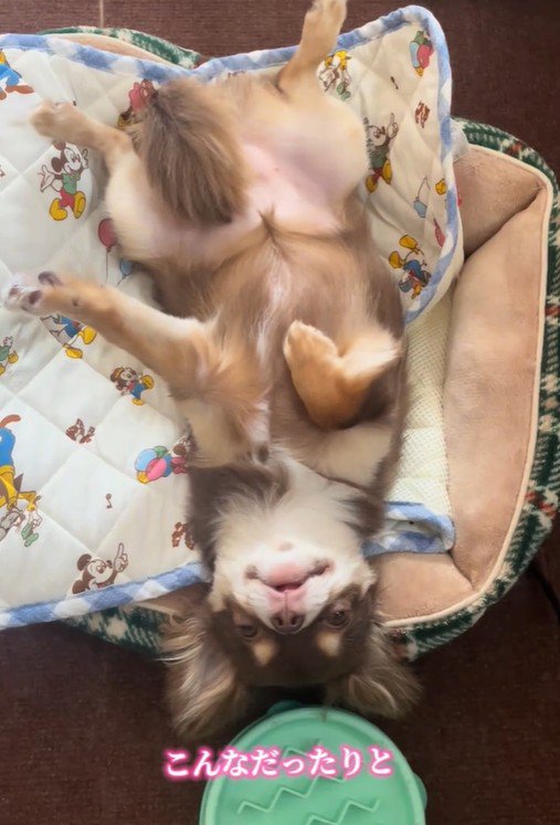 ゴロゴロするのが大好き♪