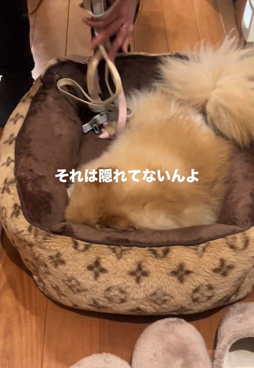 お散歩が嫌で隠れるワンコ8