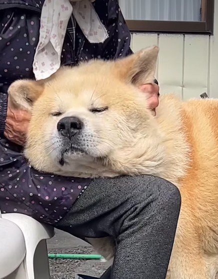 幸せそうな顔にホッコリ