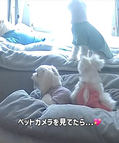ペットカメラに映る4匹の小型犬達