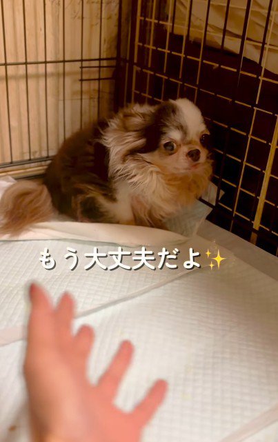 ボロボロで怯えた様子