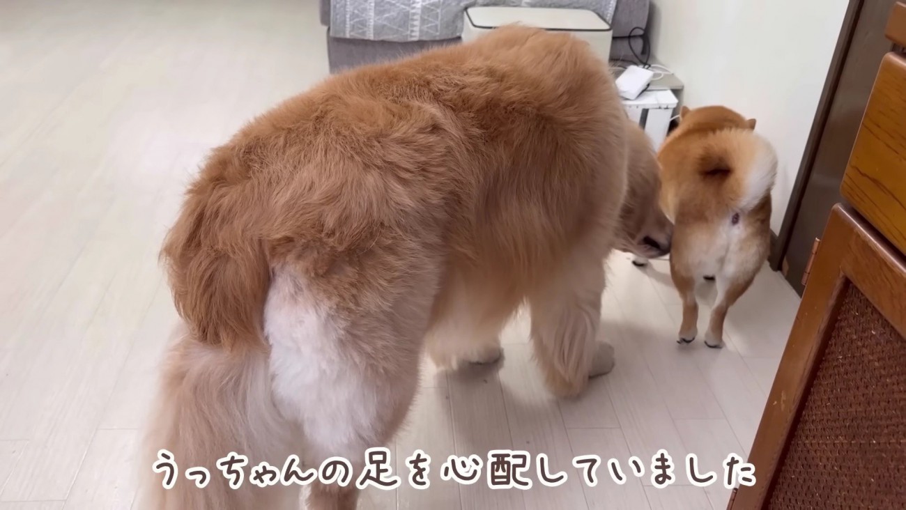 おからちゃんも心配そう