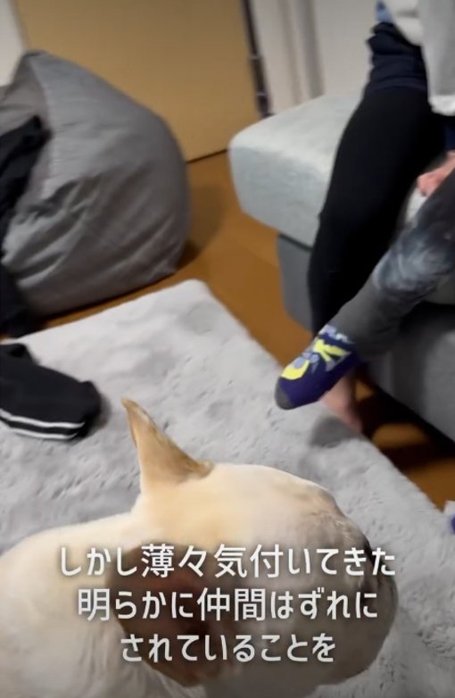 犬の横顔