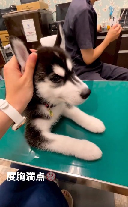 レイルちゃんを撫でる飼い主さん