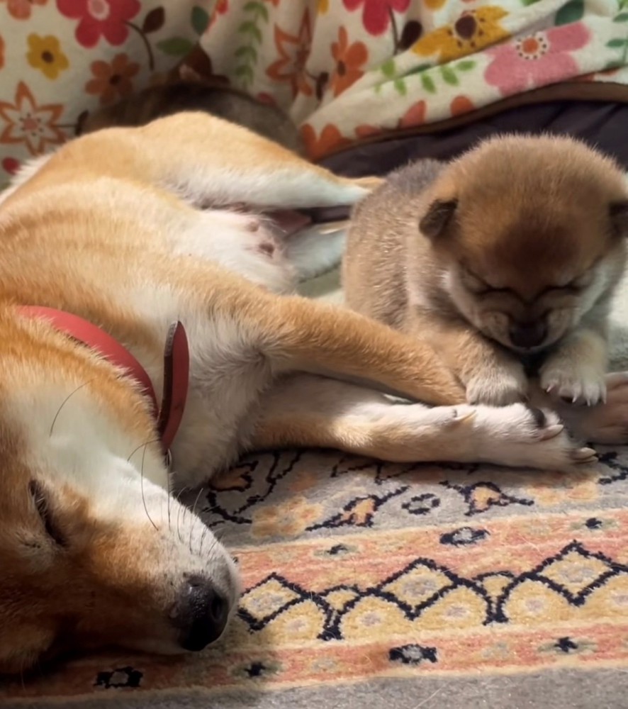 隣で眠る母犬と子犬
