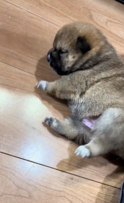転がる赤ちゃん犬