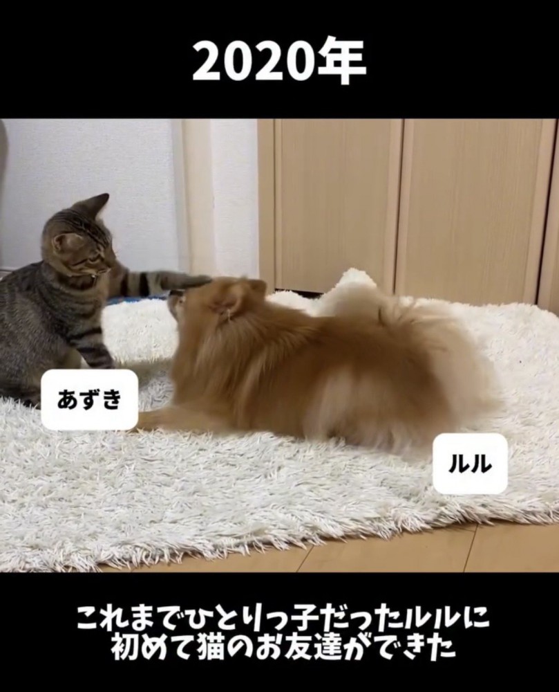 向かい合う犬と子猫