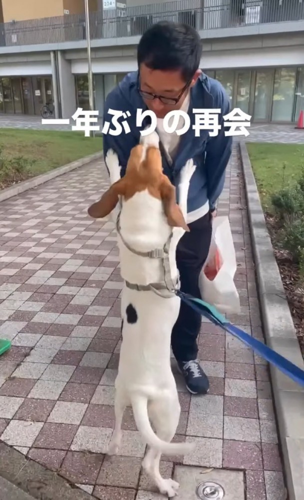 飛びつく犬