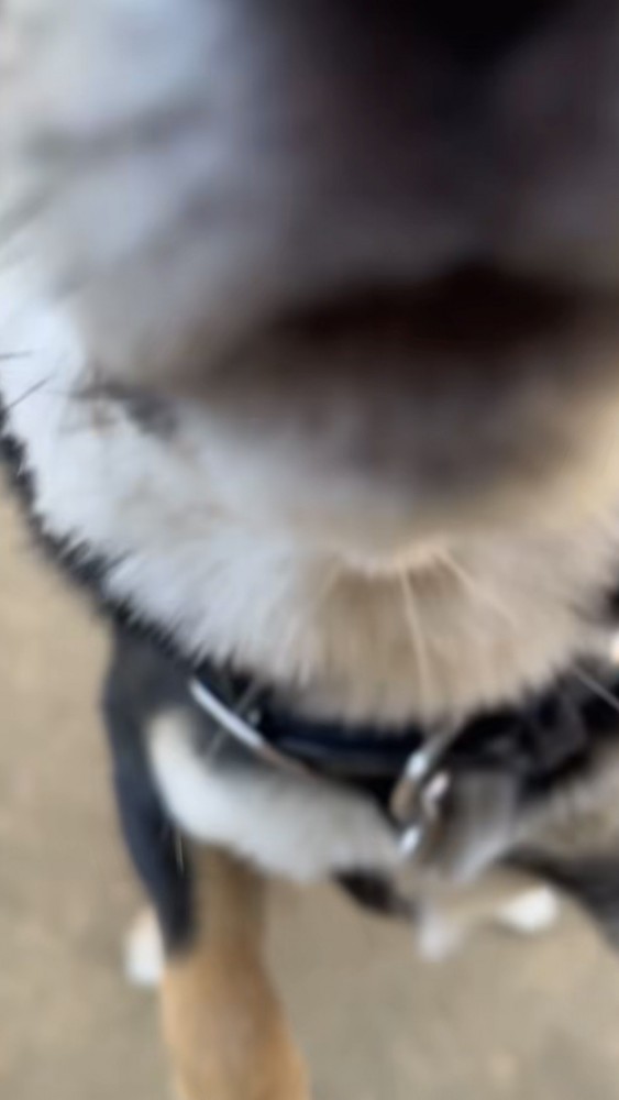 カメラを嗅ぐ黒柴の口元