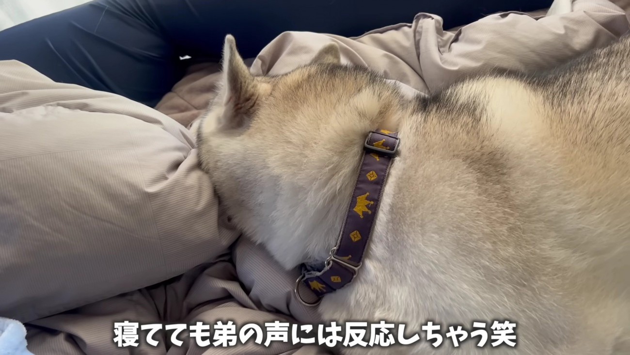 耳だけは起きてる…！