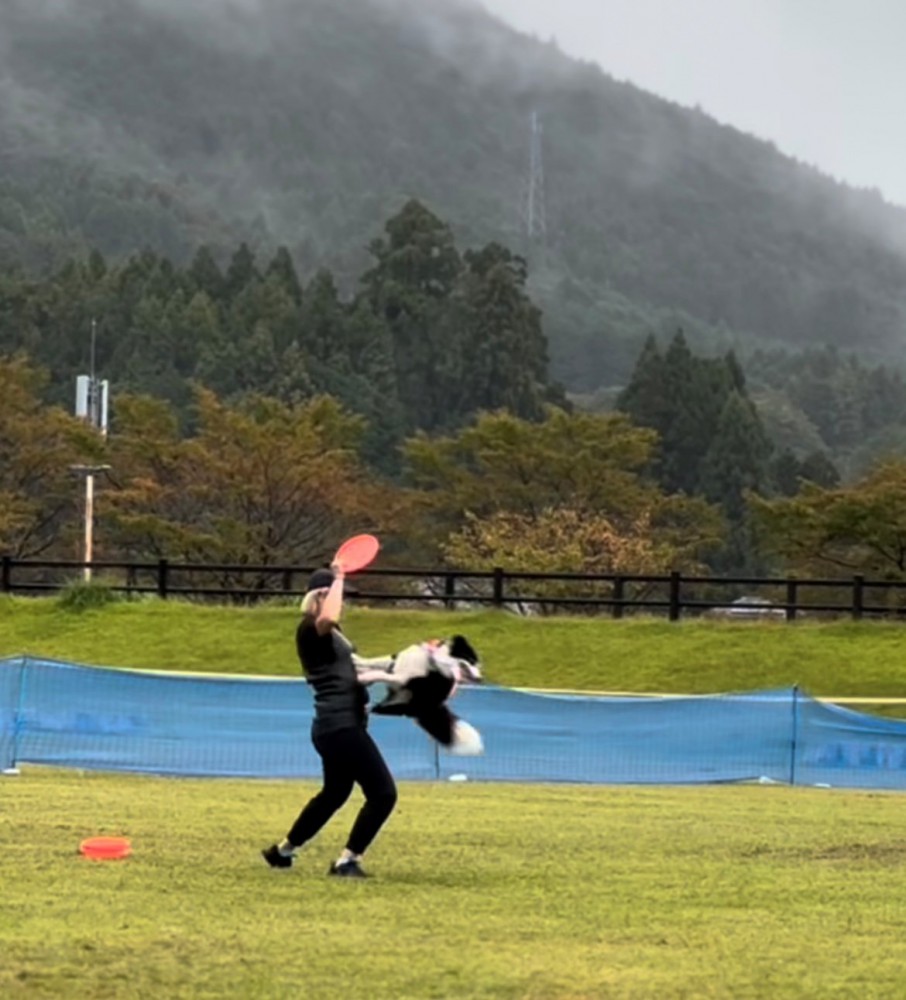 人の胸元へ飛び込む犬