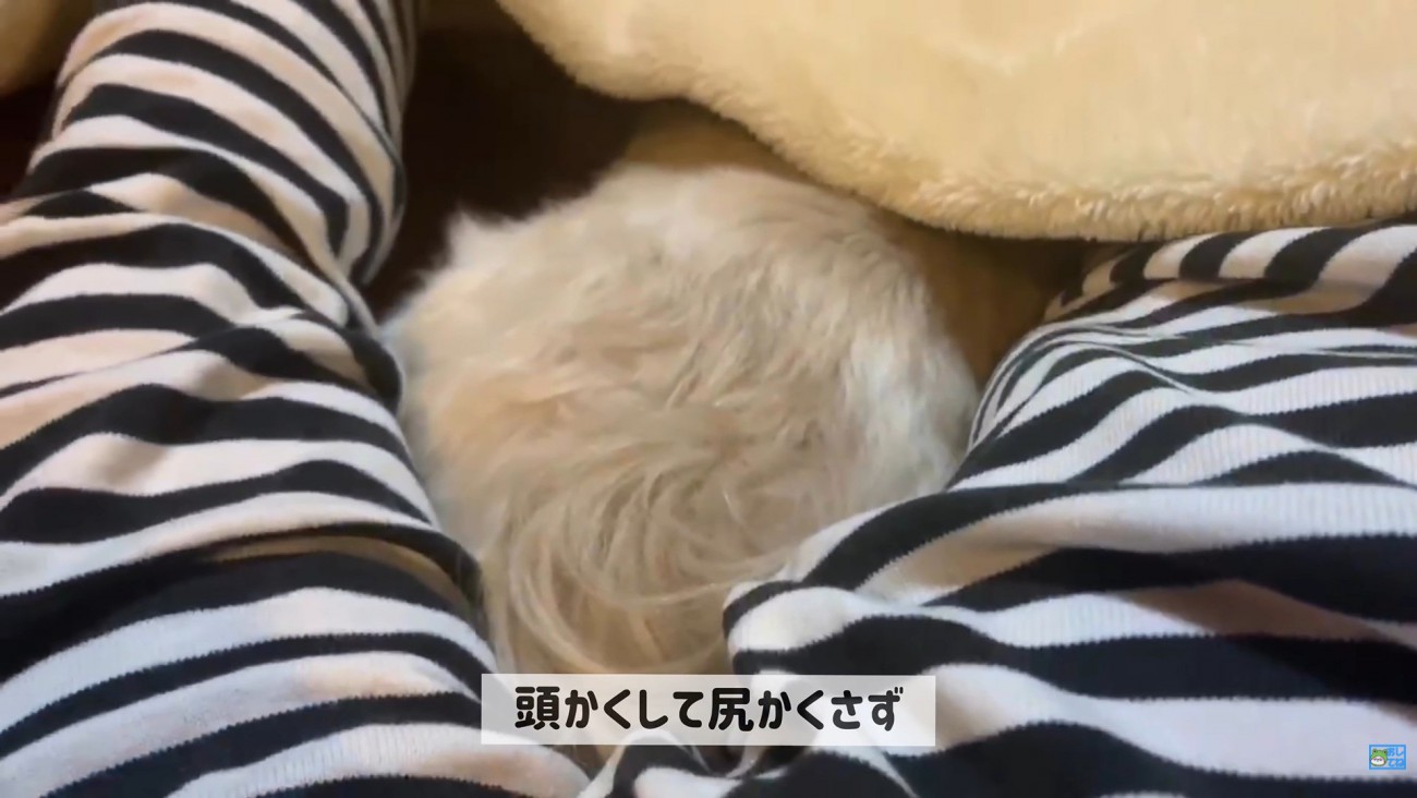 パパさんに寄り添うてんぽさん