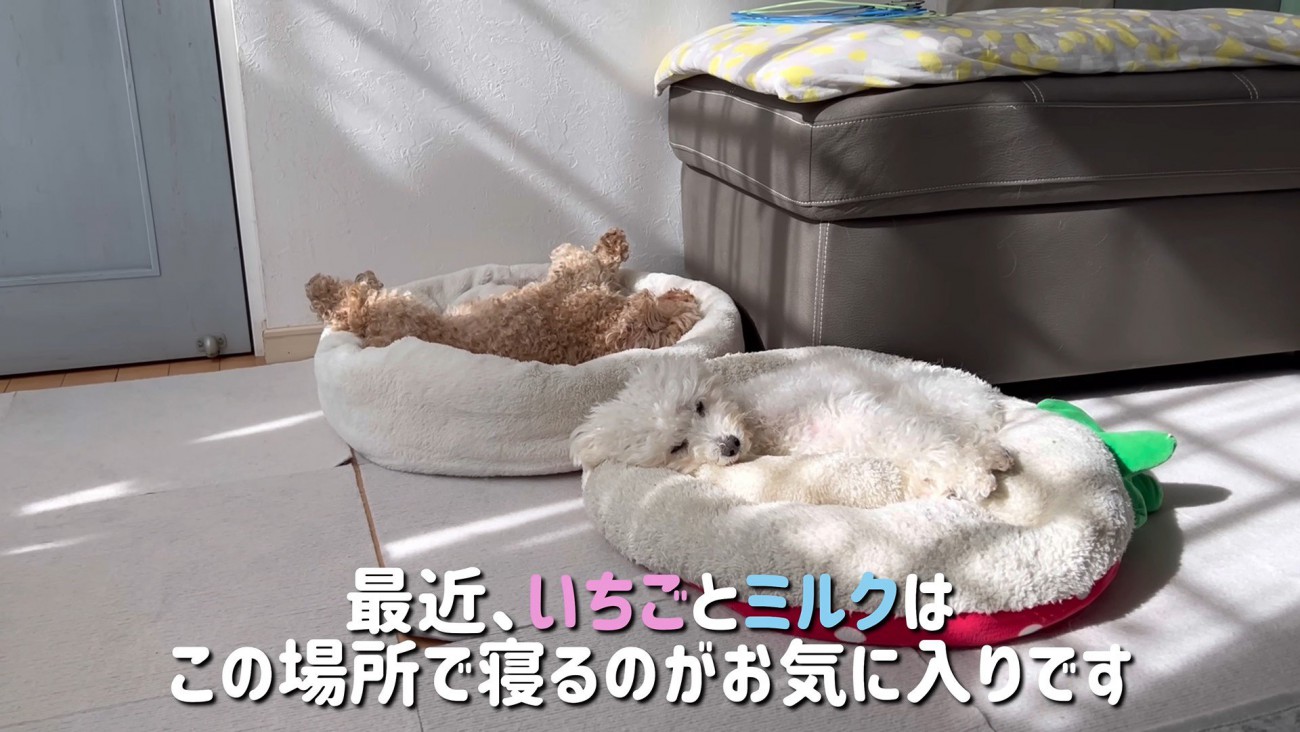 ベッドが羨ましいぷりんくん