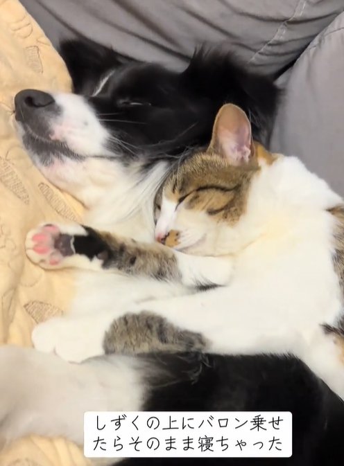 眠る中型犬と猫
