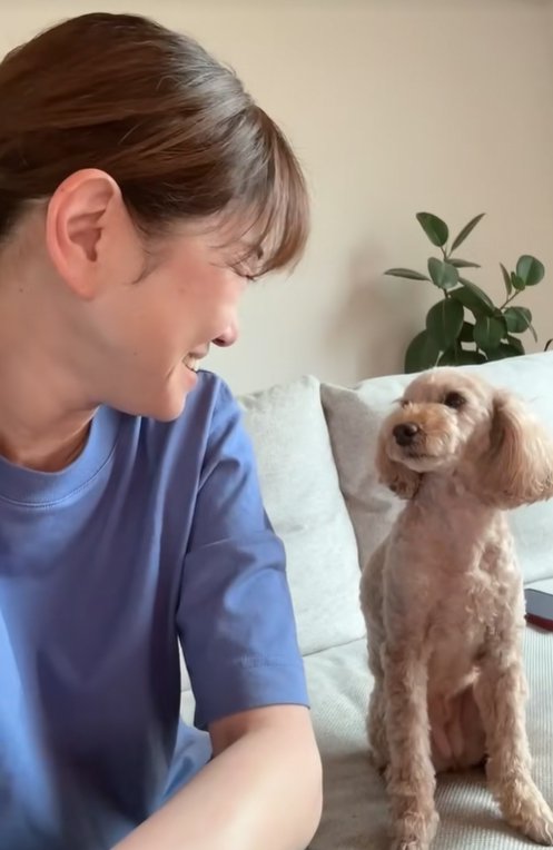 飼い主と見つけ合う小型犬