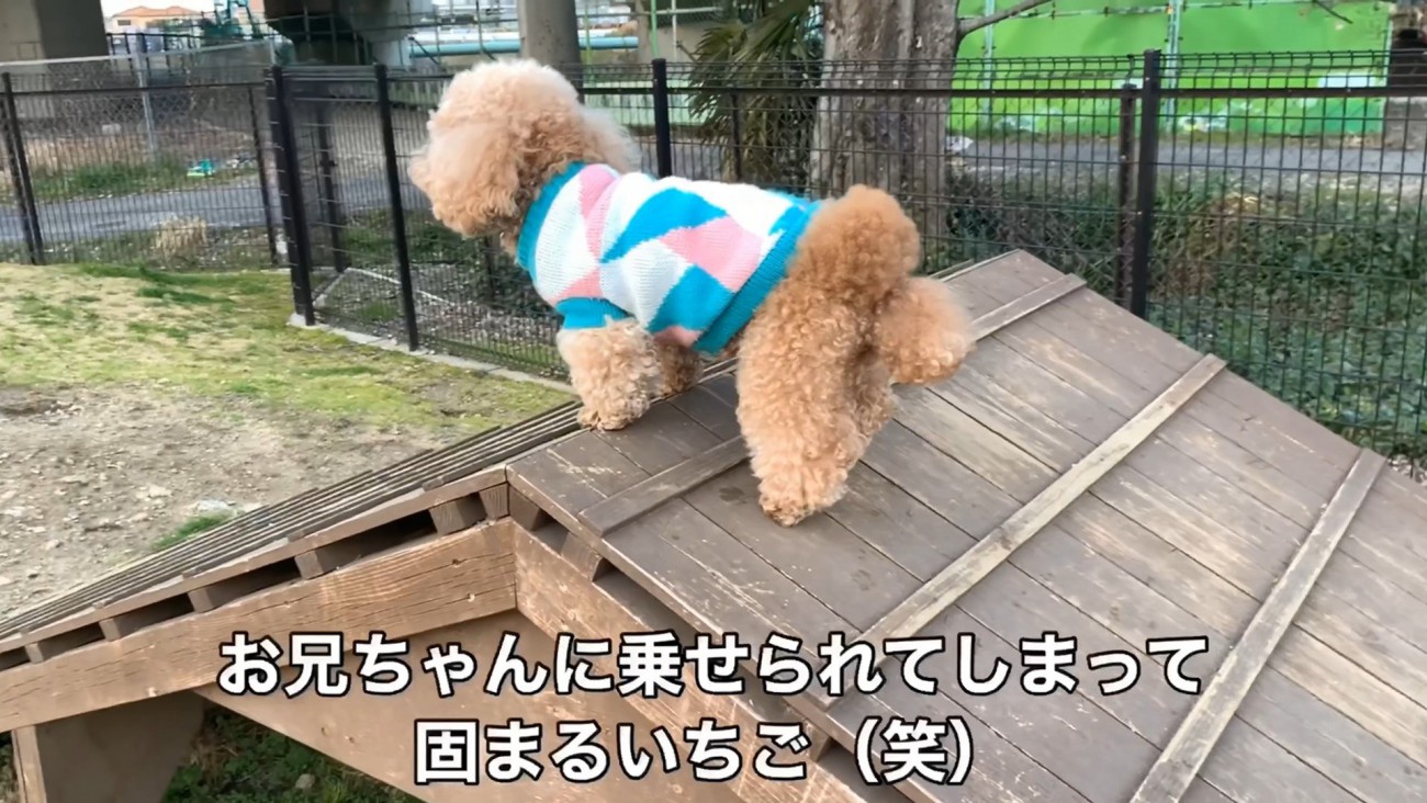 遊具に乗せてみたら…