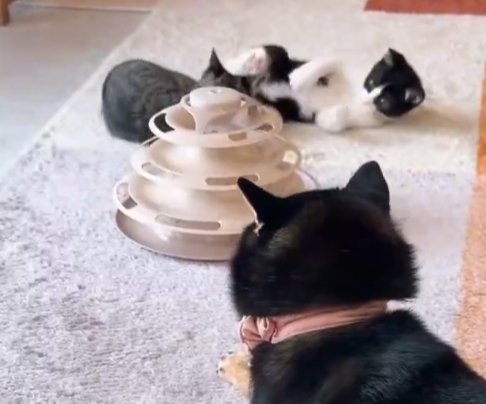 子猫