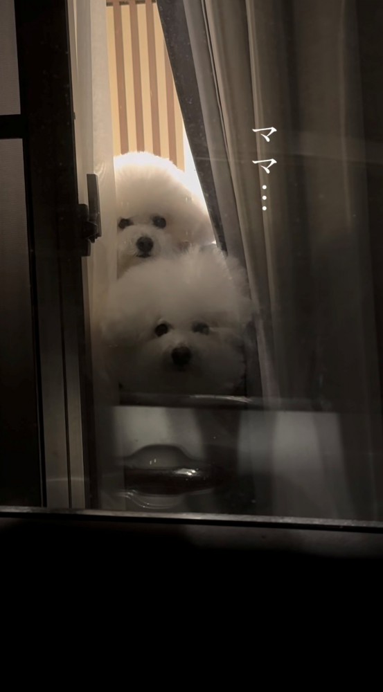 窓際で並ぶ2匹の犬