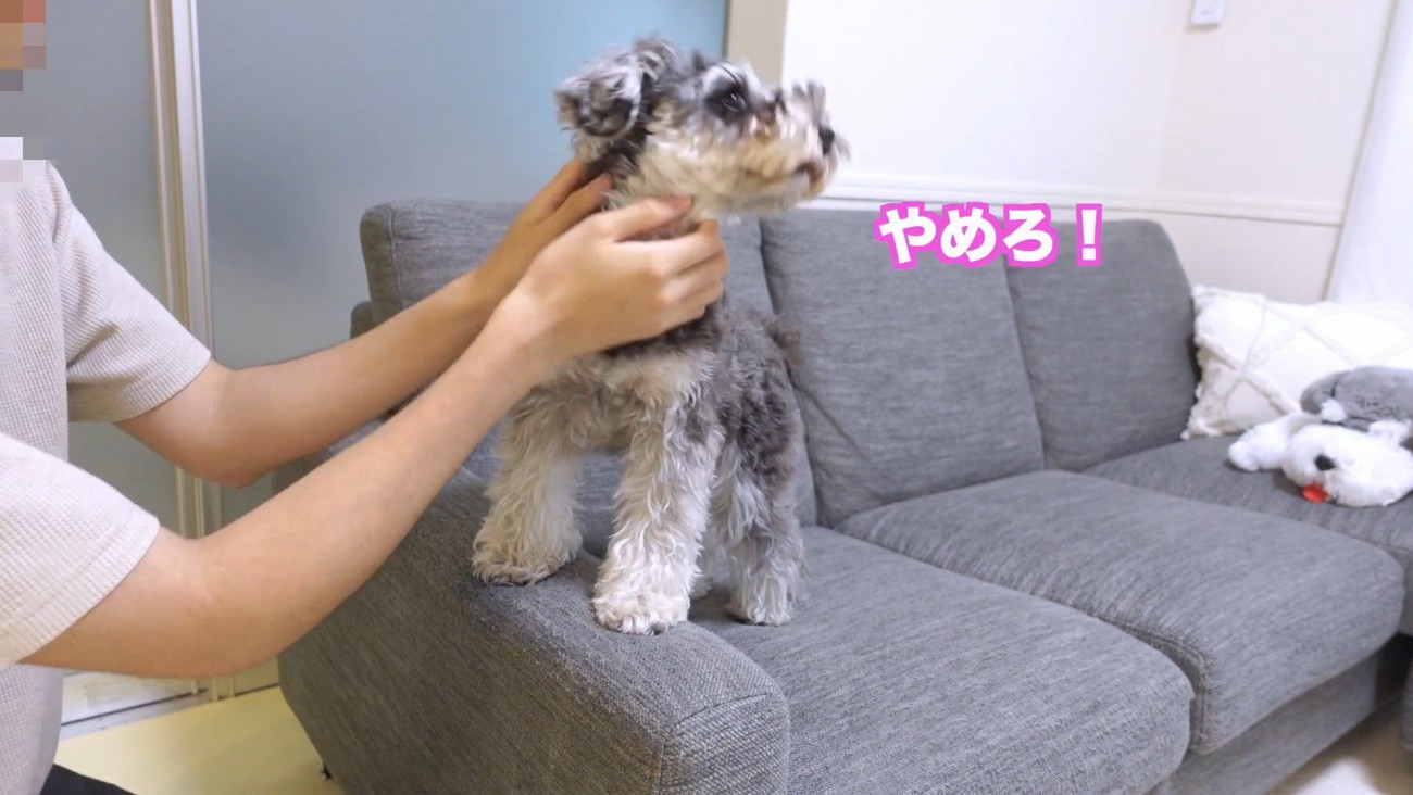 再びナデナデを拒否