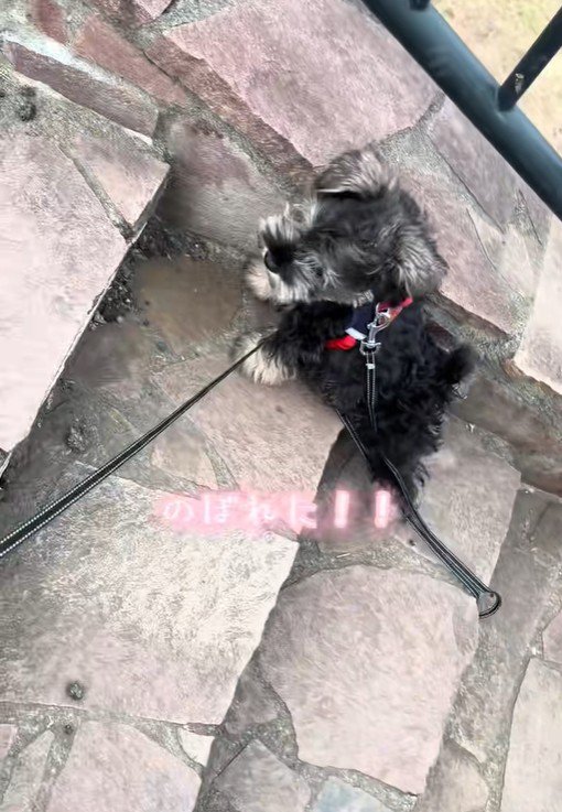 少しだけ自力で上れました♪