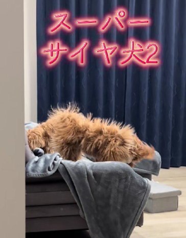 「スーパーサイヤ犬」