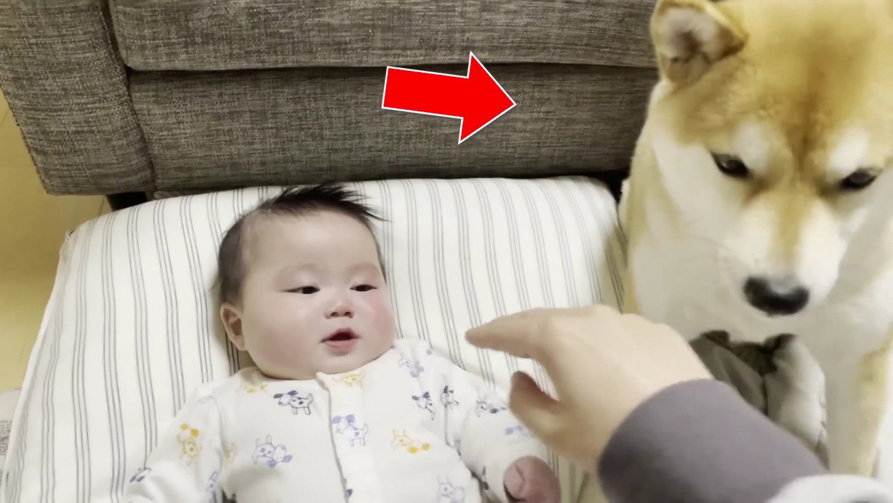 厳しい眼差し…