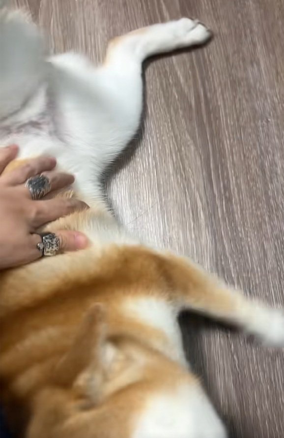 ひっくり返るコムギックスさん