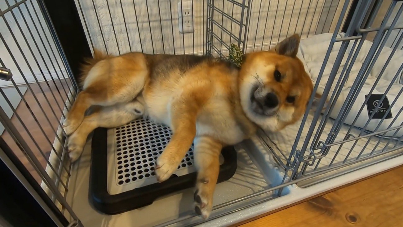 おにぎりくんの散歩拒否3