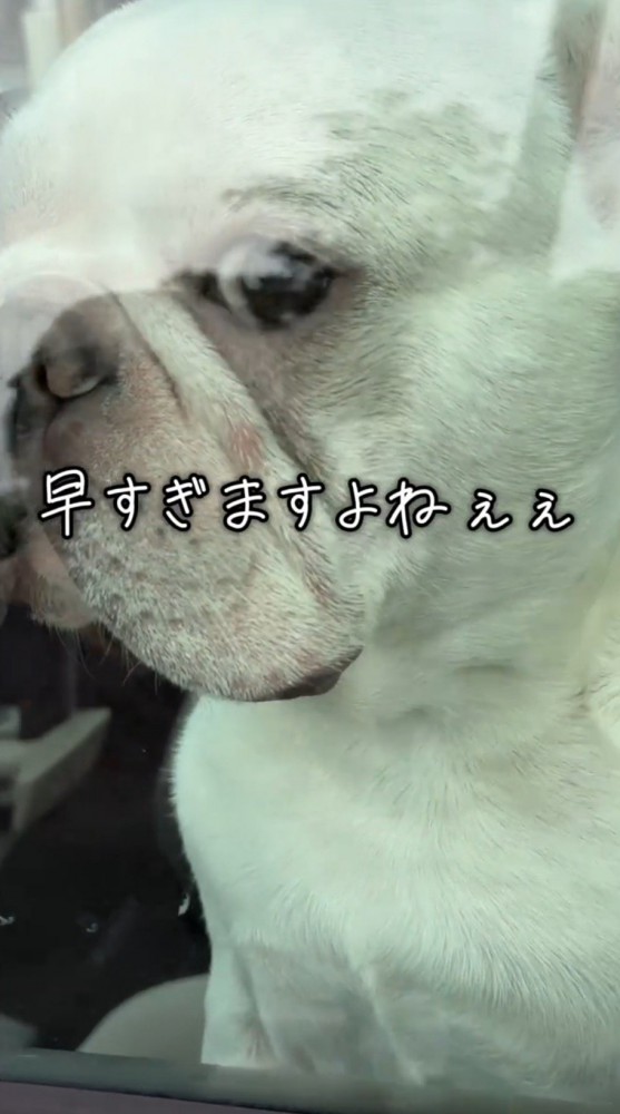 窓の外にいる飼い主を横目で見る犬