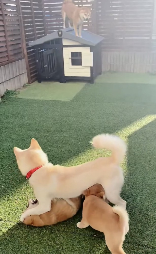 子犬たちと両親犬