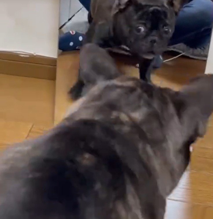 鏡で自分の姿を見た秀吉くん3