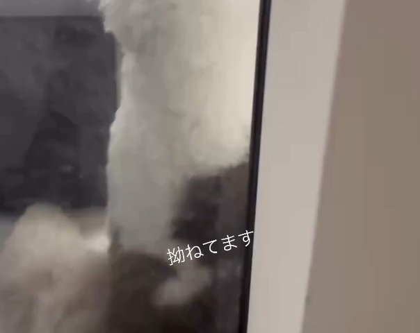 ドアの前に座るポン太くん1