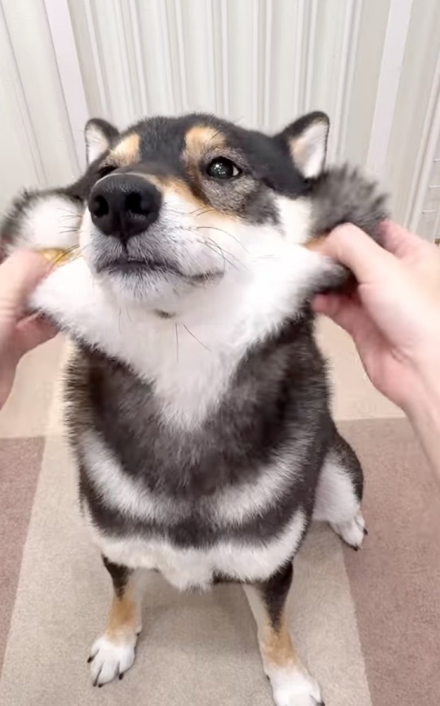 ほっぺが伸びる柴犬