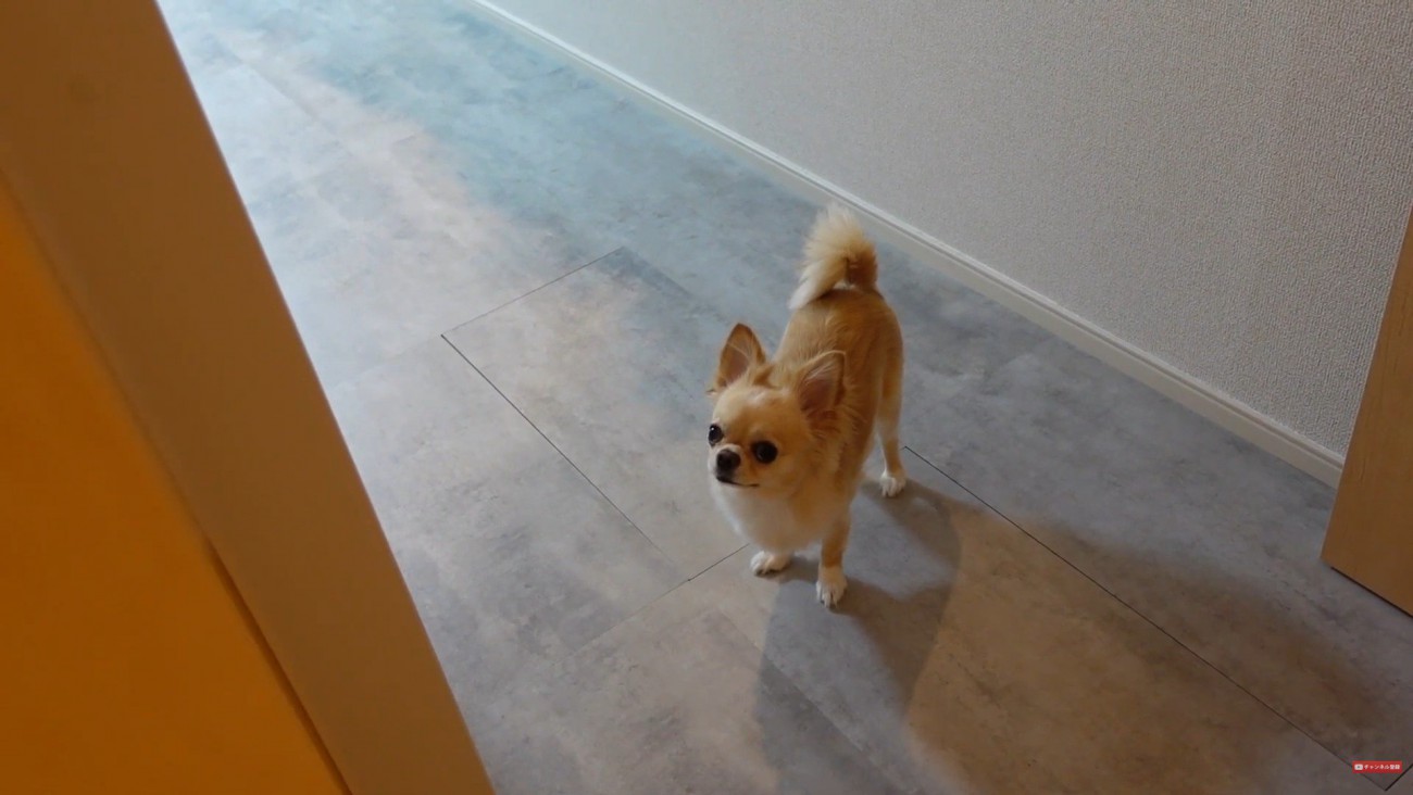 寂しそうなお目目でじーっ