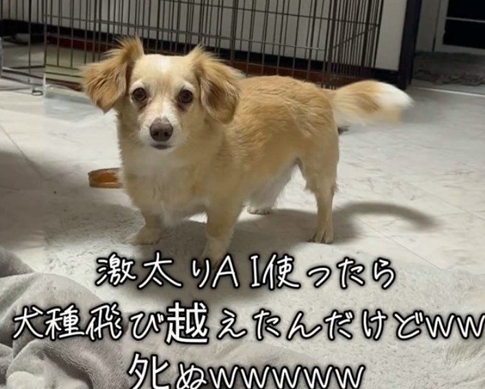 AIで愛犬を太らせてみた