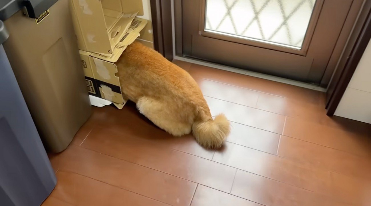 ダンボールからお尻が出ている犬