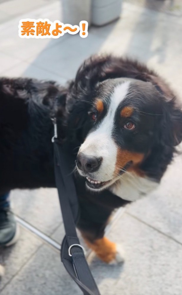 嬉しそうな超大型犬2