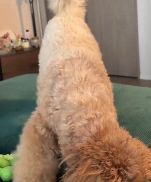 取ろうと奮闘するも…
