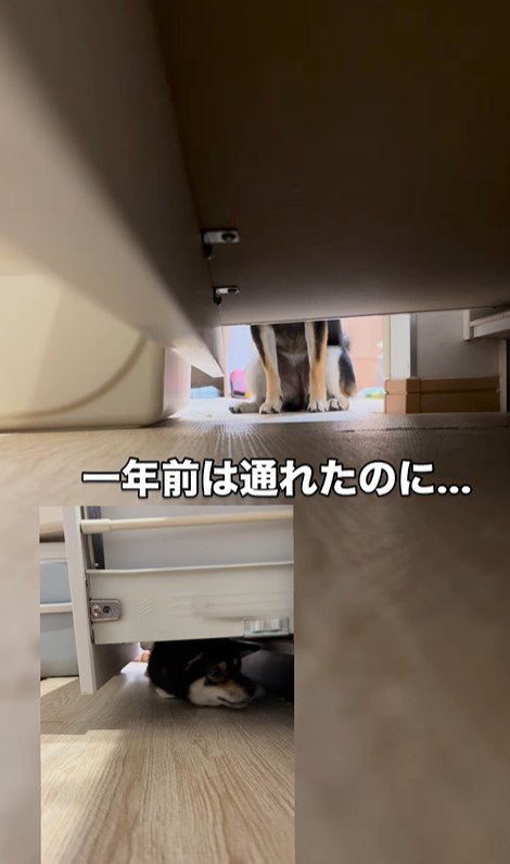 隙間に入ろうとする千幸ちゃん4